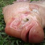 Animales más extraños del mundo