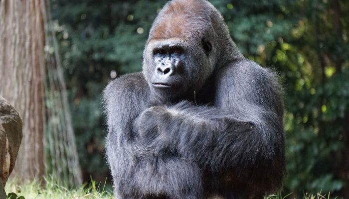La Gorila Koko: Su tierna historia
