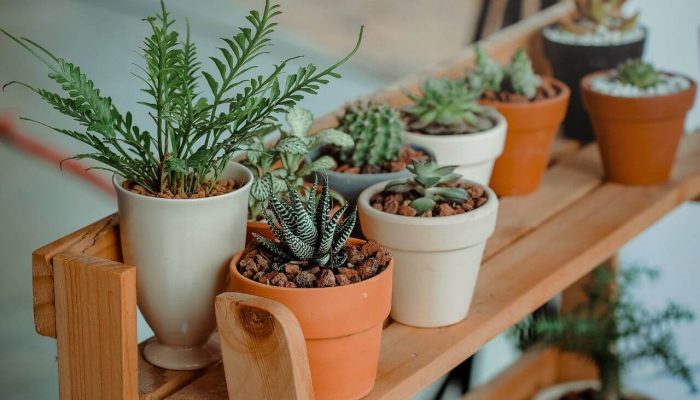 como mantener plantas felices y saludables